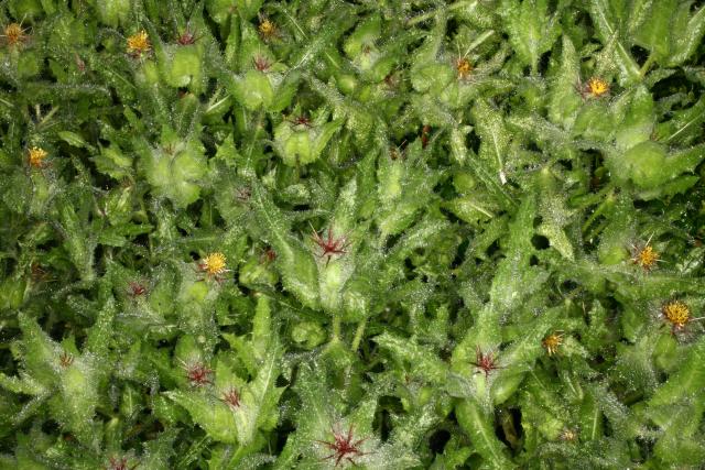 St. Benedict's thistle